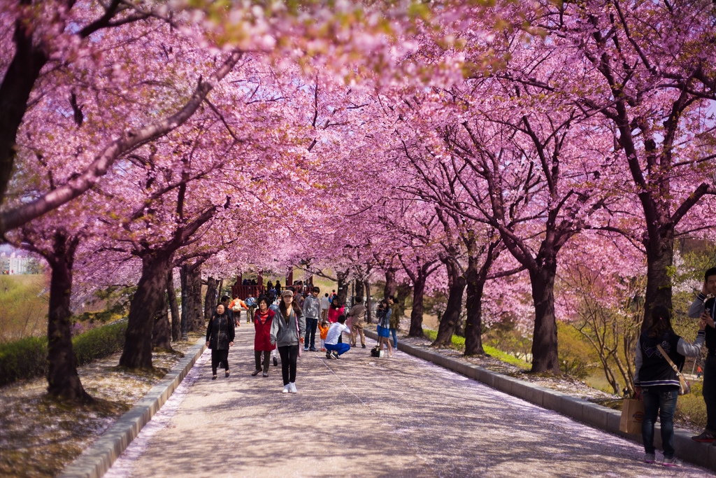 SEOUL – ĐẢO NAMI CÔNG VIÊN EVERLAND (5N4Đ KHỞI HÀNH 25/4 bay JINAIR)